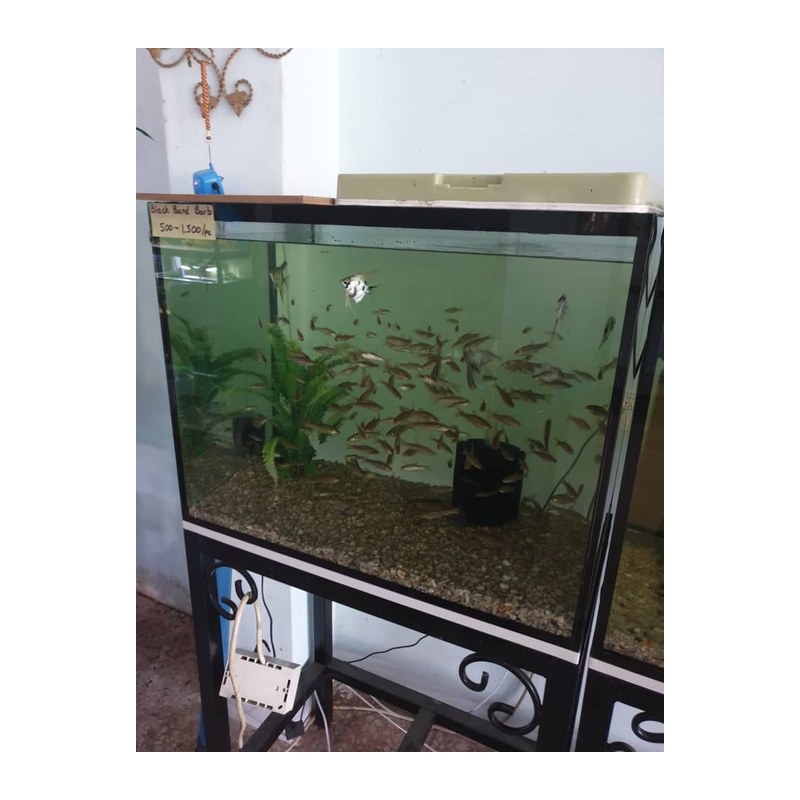 Aqueon Frameless Cube Aquarium