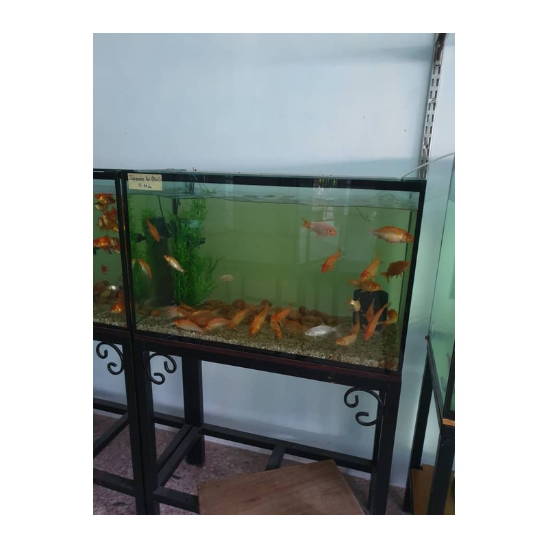 Aqueon Standard Glass Aquarium Tank