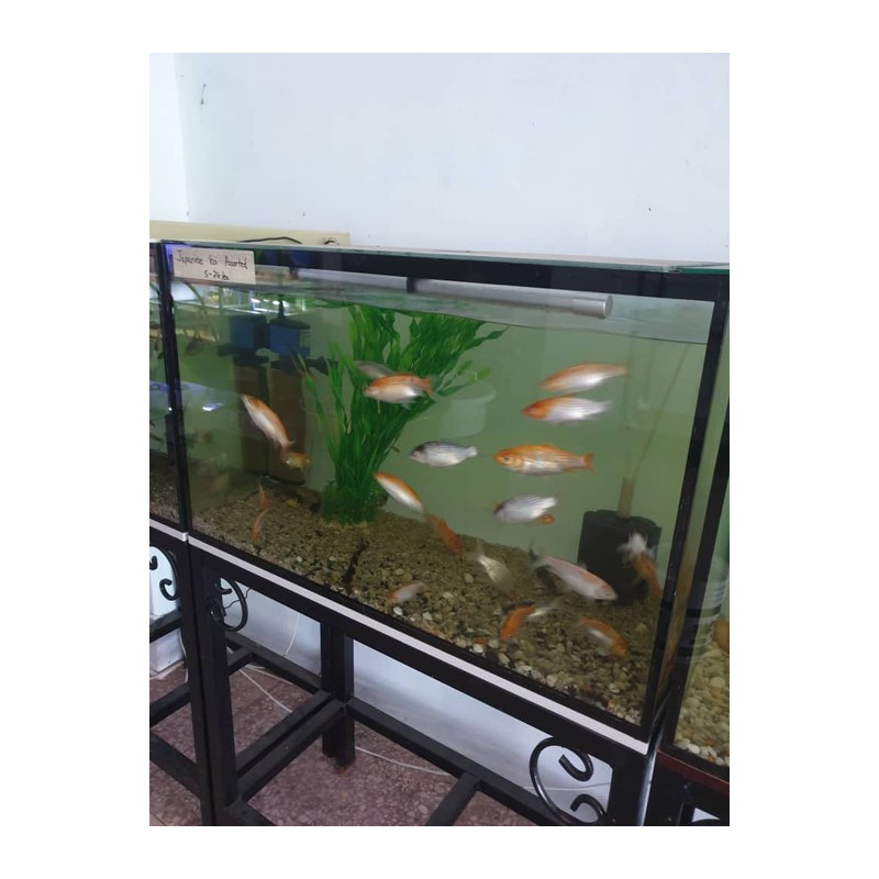 Frameless Cube Aquarium