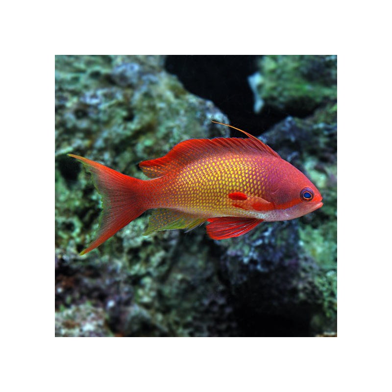 Lyretail Anthias – Female
